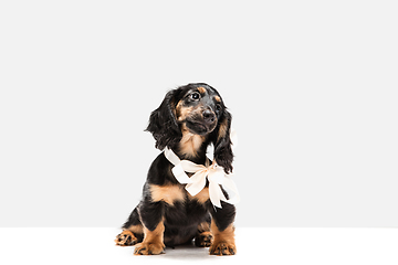 Image showing Cute puppy, dachshund dog posing isolated over white background