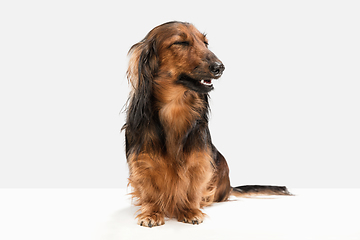 Image showing Cute puppy, dachshund dog posing isolated over white background