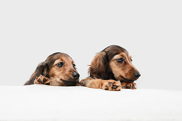 Image showing Cute puppies, dachshund dogs posing isolated over white background