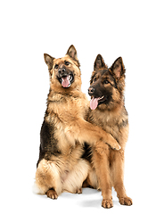 Image showing Cute Shepherd dogs posing isolated over white background