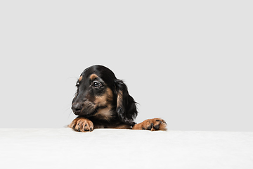 Image showing Cute puppy, dachshund dog posing isolated over white background