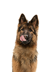 Image showing Cute Shepherd dog posing isolated over white background