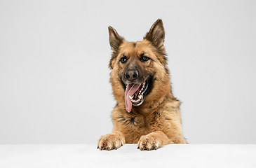 Image showing Cute Shepherd dog posing isolated over white background