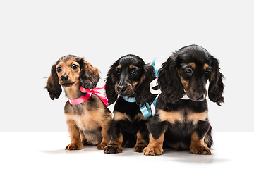 Image showing Cute puppies, dachshund dogs posing isolated over white background