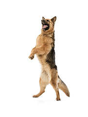 Image showing Cute Shepherd dog posing isolated over white background