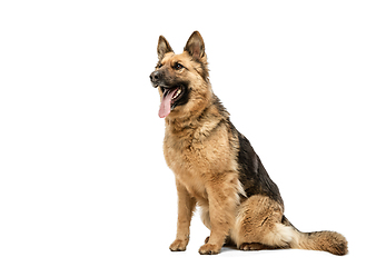 Image showing Cute Shepherd dog posing isolated over white background