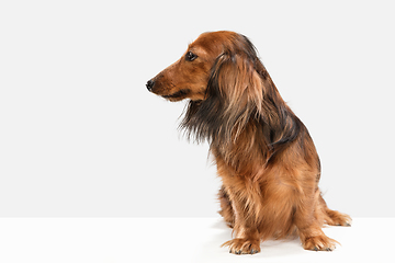 Image showing Cute puppy, dachshund dog posing isolated over white background