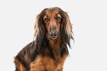 Image showing Cute puppy, dachshund dog posing isolated over white background