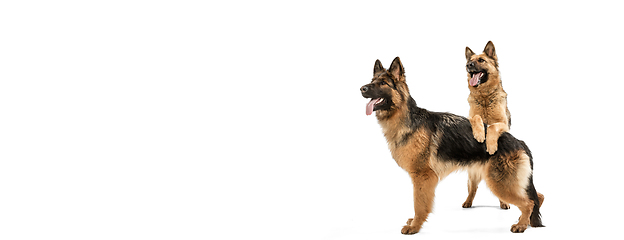 Image showing Cute Shepherd dogs posing isolated over white background