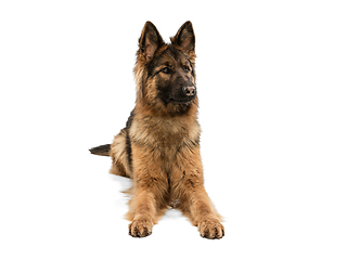 Image showing Cute Shepherd dog posing isolated over white background