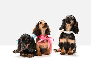 Image showing Cute puppies, dachshund dogs posing isolated over white background