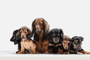 Image showing Cute puppies, dachshund dogs posing isolated over white background