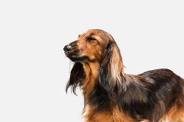 Image showing Cute puppy, dachshund dog posing isolated over white background