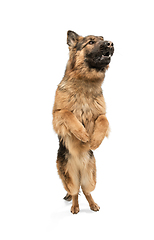 Image showing Cute Shepherd dog posing isolated over white background