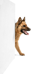 Image showing Cute Shepherd dog posing isolated over white background