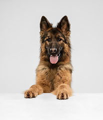 Image showing Cute Shepherd dog posing isolated over white background