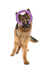 Image showing Cute Shepherd dog posing isolated over white background