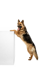 Image showing Cute Shepherd dog posing isolated over white background