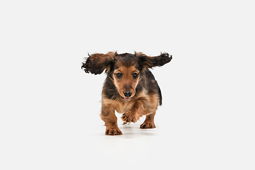 Image showing Cute puppy, dachshund dog posing isolated over white background