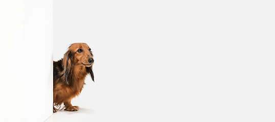 Image showing Cute puppy, dachshund dog posing isolated over white background