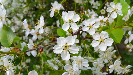 Image showing Beautiful branch of spring blooming cherry tree