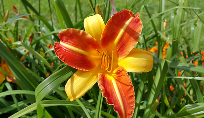 Image showing Beautiful bright lilies