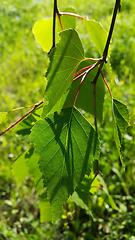 Image showing Beautiful branch of a spring birch tree