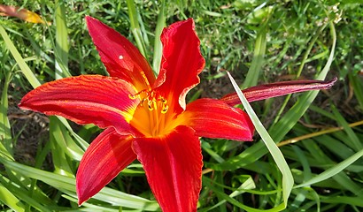 Image showing Beautiful bright lilies on a sunny day