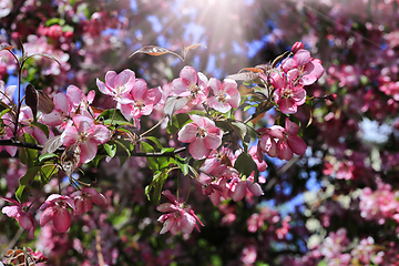 Image showing Branch of spring apple tree with beautiful bright pink flowers