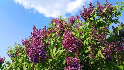 Image showing Beautiful flowering spring branches of bright lilac