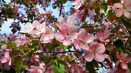 Image showing Branches of apple tree with beautiful pink flowers