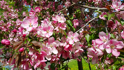 Image showing Branches of spring apple tree with beautiful pink flowers