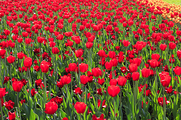 Image showing Beautiful red tulips nature background