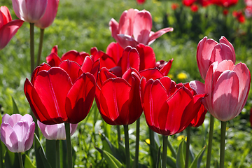 Image showing Beautiful bright red and pink spring tulips glowing in sunlight