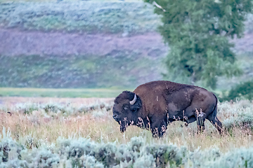 Image showing Bison grazing in Yellowstone National Park, WY, USA