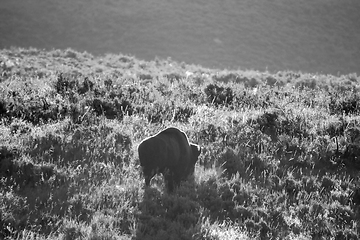 Image showing Bison grazing in Yellowstone National Park, WY, USA