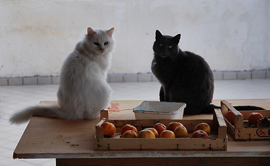 Image showing black and white cats