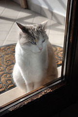 Image showing cat at the window