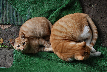 Image showing red cats