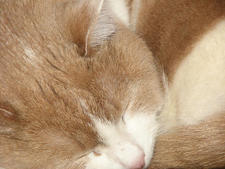 Image showing red and white cat sleeping