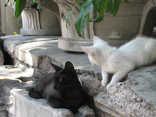 Image showing white and black cats