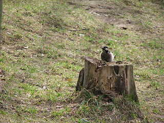 Image showing woodpecker on the old stump