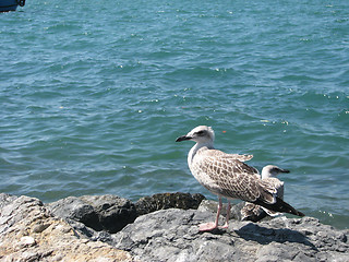 Image showing two seagulls on seashore stones 