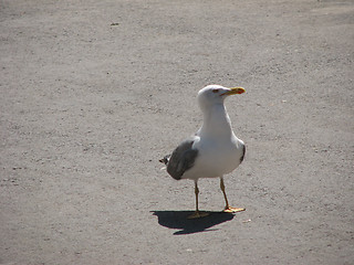 Image showing seagull on asphalt near the shore of sea