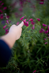 Image showing touching a flower