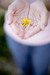 Image showing Flower in Hands