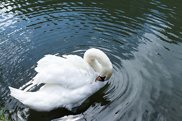 Image showing White swan