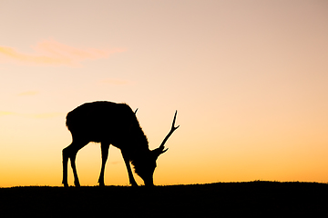 Image showing Deer buck in mountain at evening