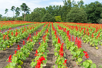 Image showing Salvia farm