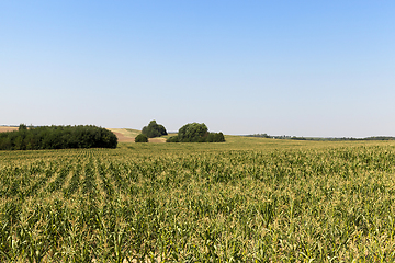 Image showing green field of corn